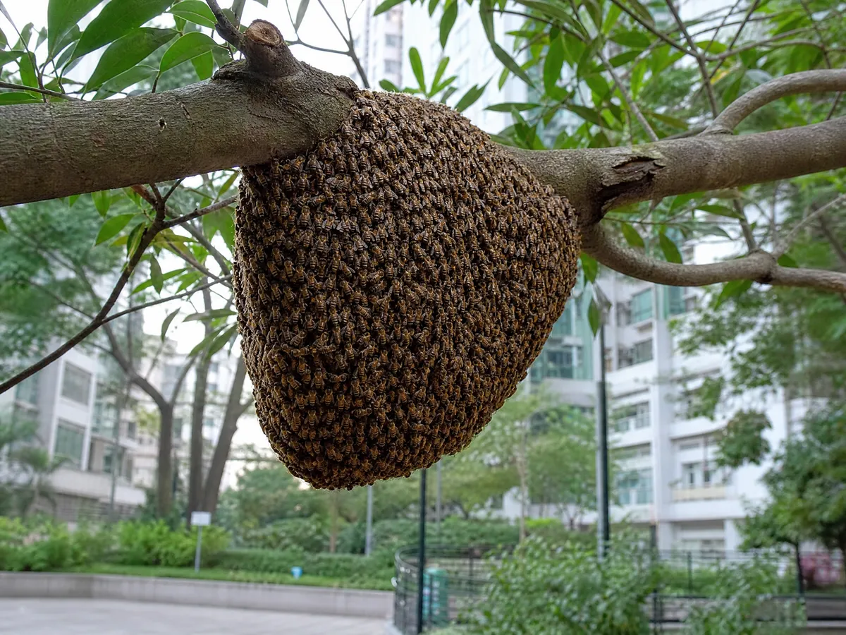 蜜蜂群聚