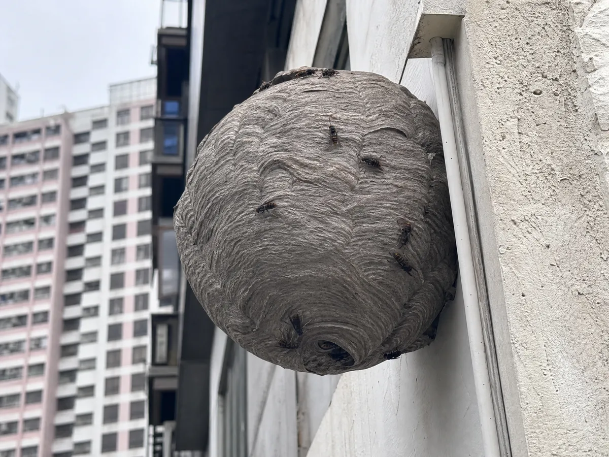 蜂巢在建築物上